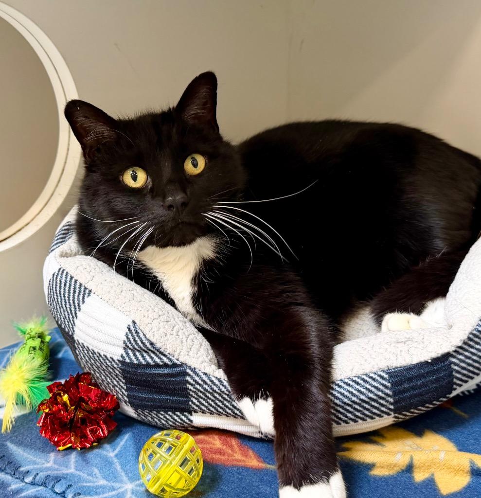 Enlarge Wynn, a Adoptable mixed breed in Columbia, IL image 6/6