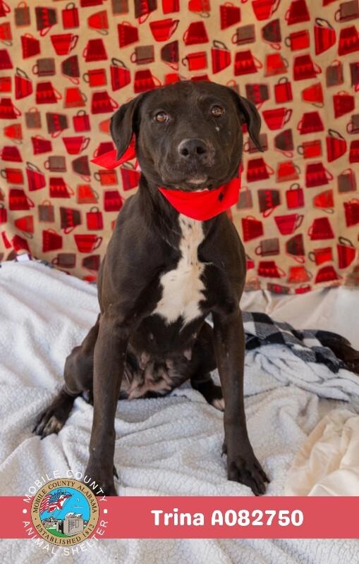 Enlarge Trina, a Adoptable Black Mouth Cur in Mobile, AL image 1/1