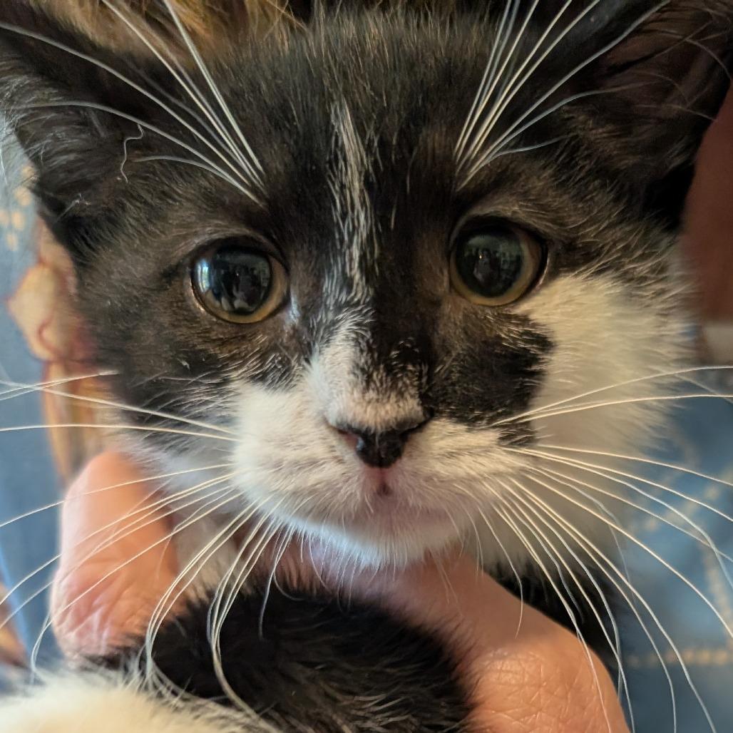 Carrot, Adoptable, Kitten Male Domestic Short Hair.