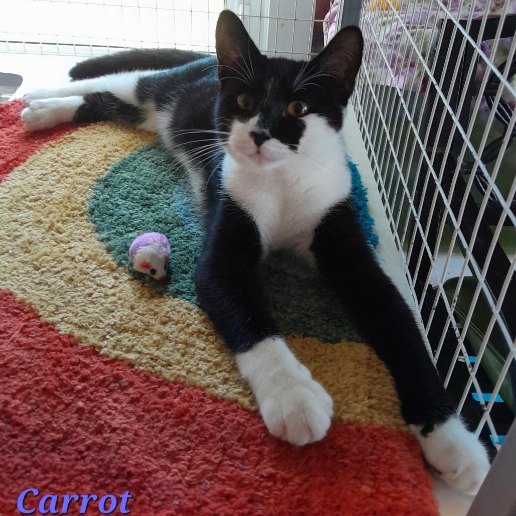 Enlarge Carrot, a Adoptable Domestic Short Hair in Calverton, NY image 2/2