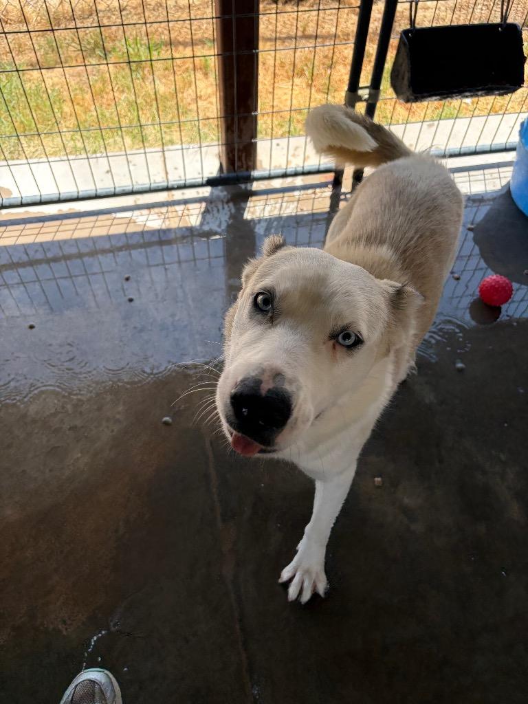 Enlarge Olaf, a Adoptable Husky in Big Spring, TX image 1/1