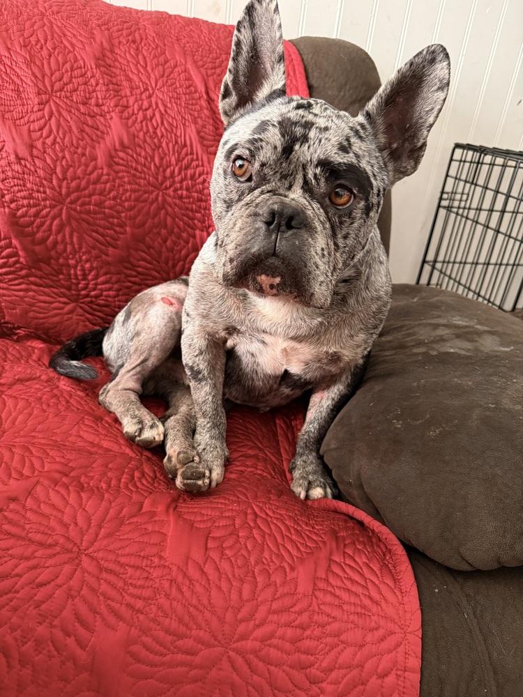 Raider, Adoptable, Adult Male French Bulldog.