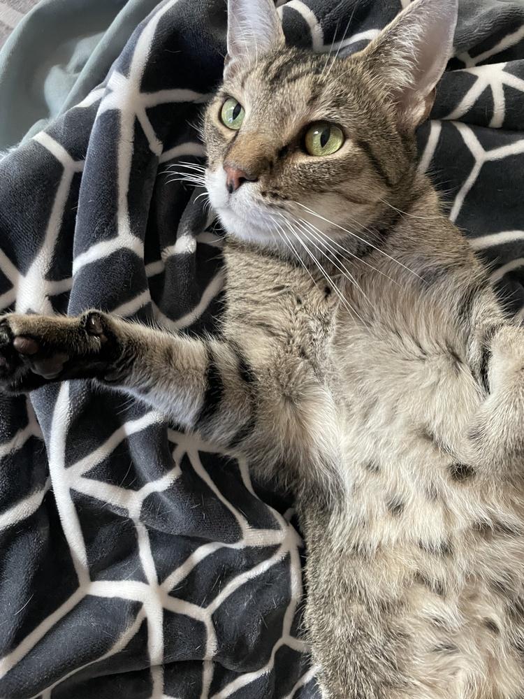 SimbaLou, Adoptable, Adult Male Tabby & Domestic Short Hair.