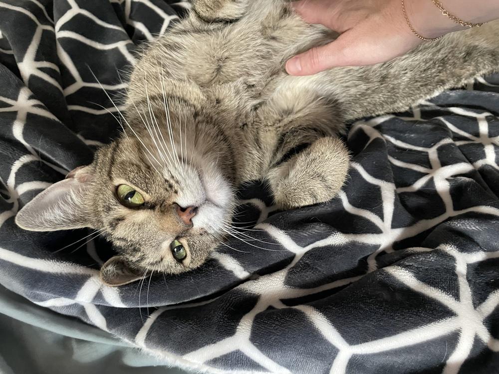 Enlarge SimbaLou, a Adoptable mixed breed in Richardson, TX image 5/6