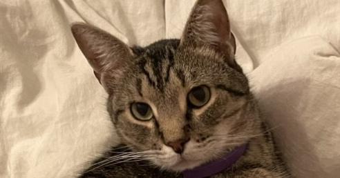 Enlarge SimbaLou, a Adoptable mixed breed in Richardson, TX image 6/6