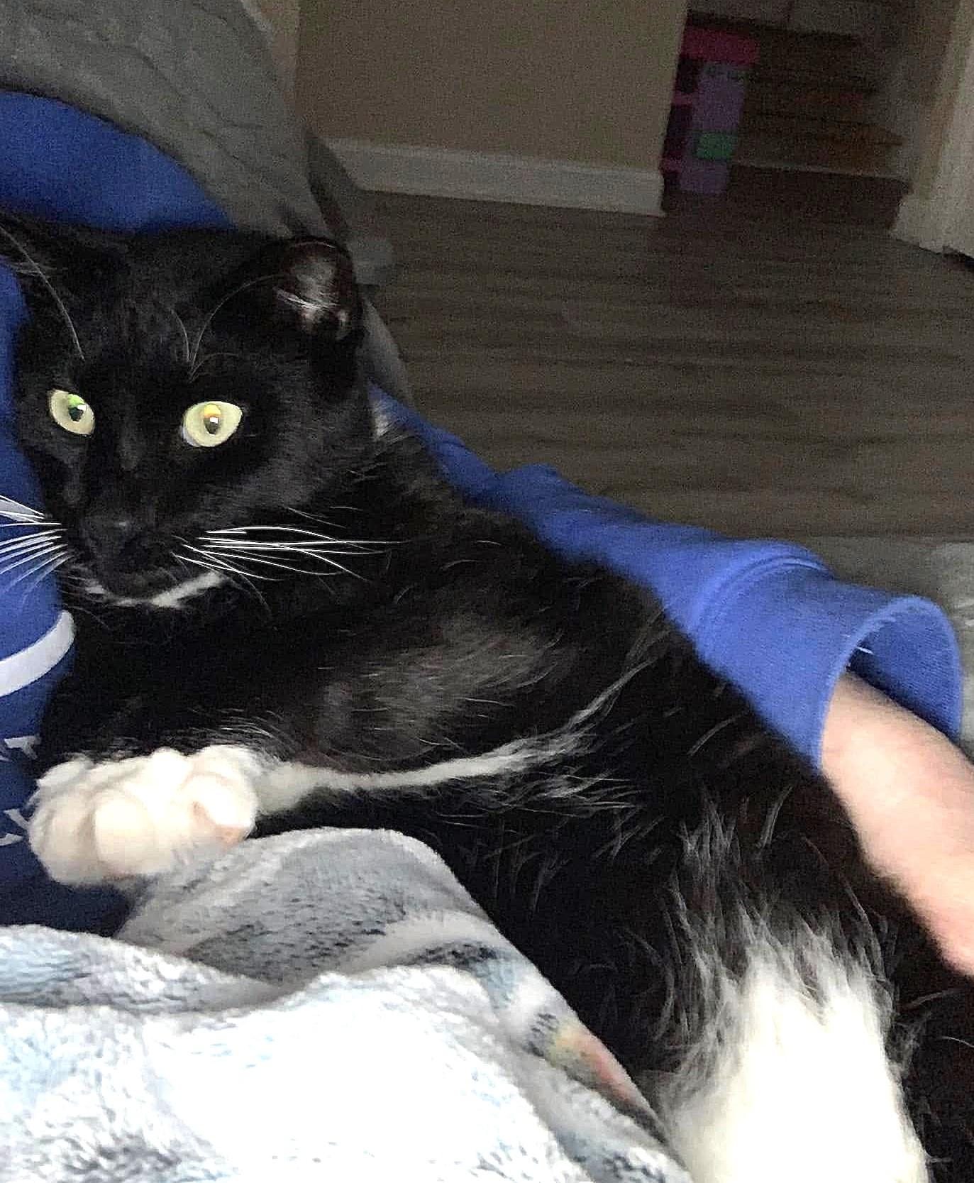 Charlie Chaplin, a Adoptable Tuxedo in Greenville, NC image 2/6