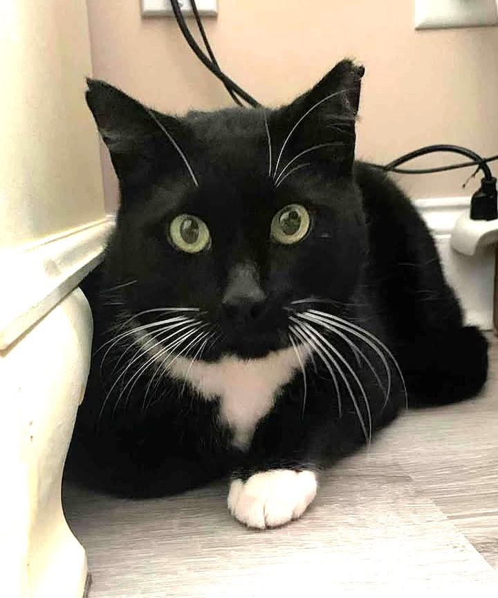 Charlie Chaplin, a Adoptable Tuxedo in Greenville, NC image 3/6