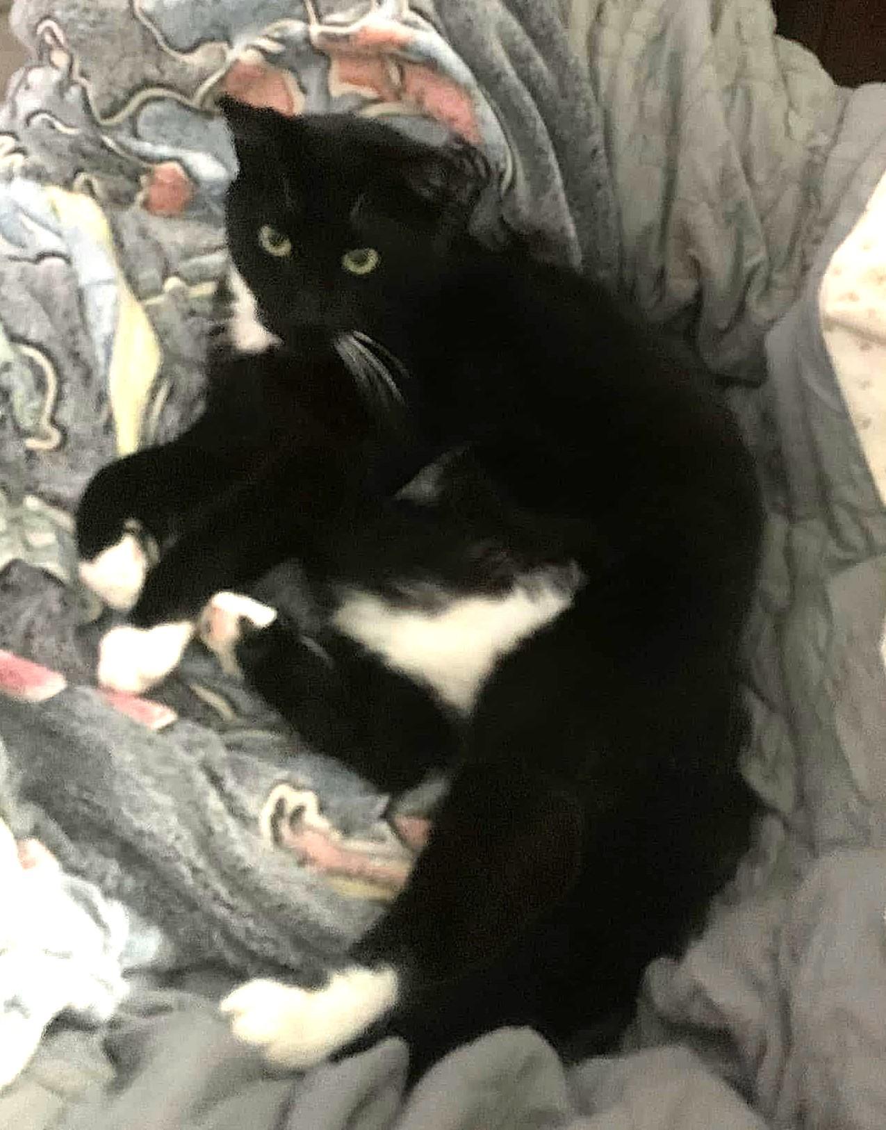 Charlie Chaplin, a Adoptable Tuxedo in Greenville, NC image 4/6