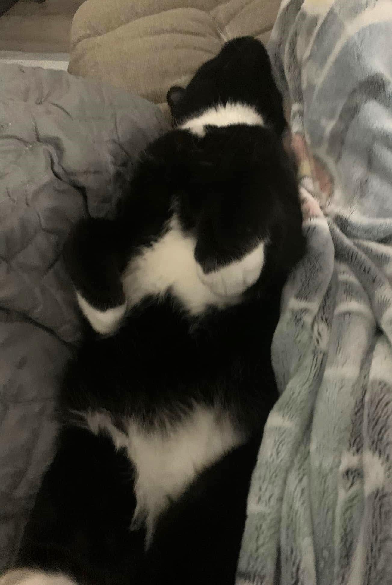 Charlie Chaplin thumbnail 5