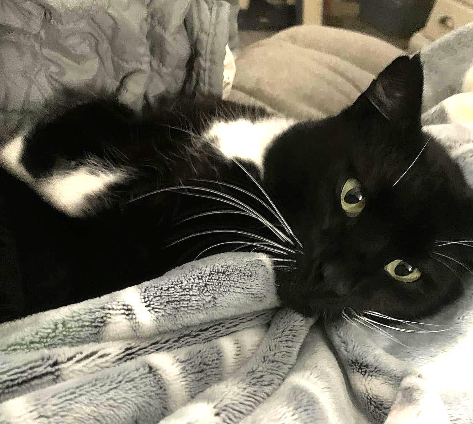 Charlie Chaplin, a Adoptable Tuxedo in Greenville, NC image 1/6