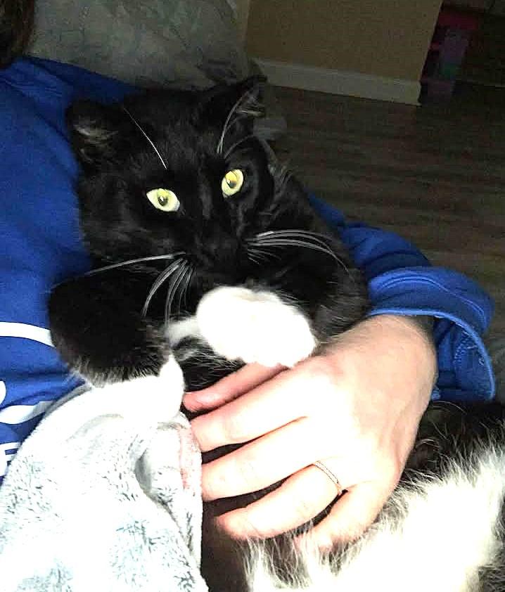 Charlie Chaplin, a Adoptable Tuxedo in Greenville, NC image 6/6