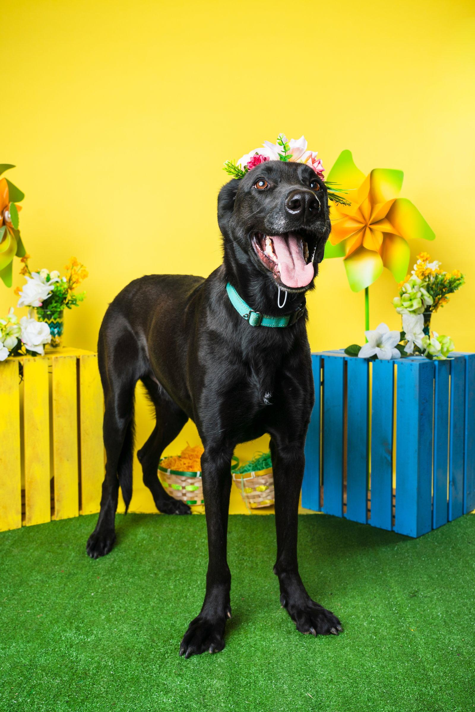 Magic Man, Adoptable, Young Male Labrador Retriever & Shepherd.