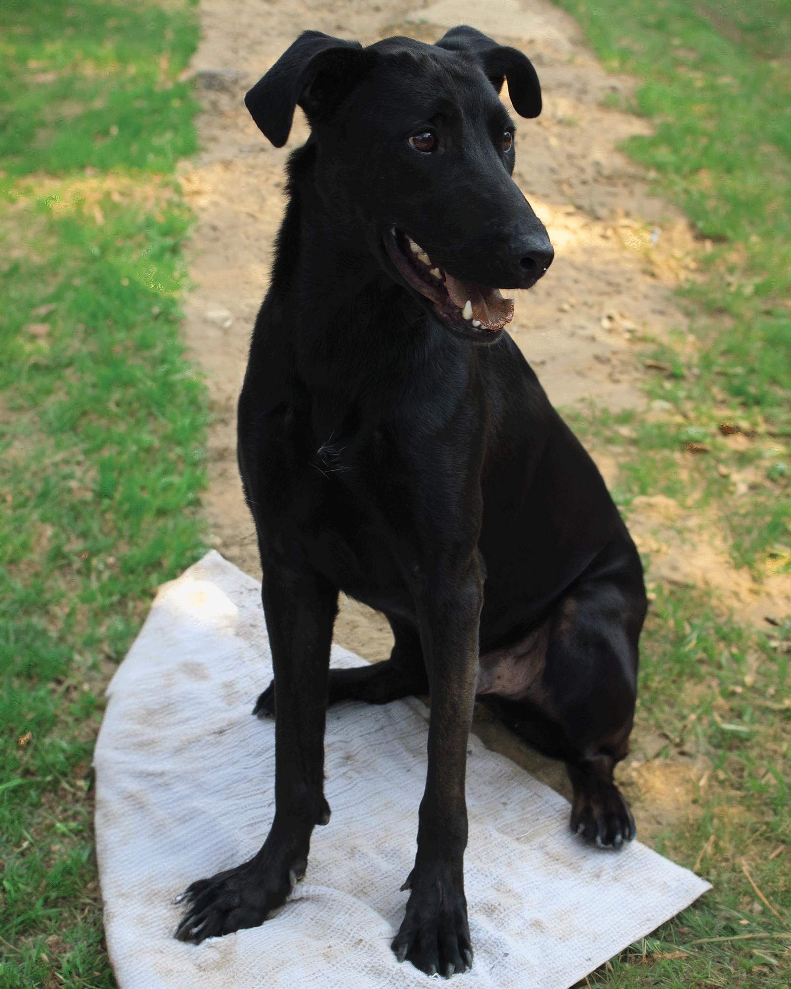 Magic Man, Adoptable, Young Male Labrador Retriever & Shepherd.