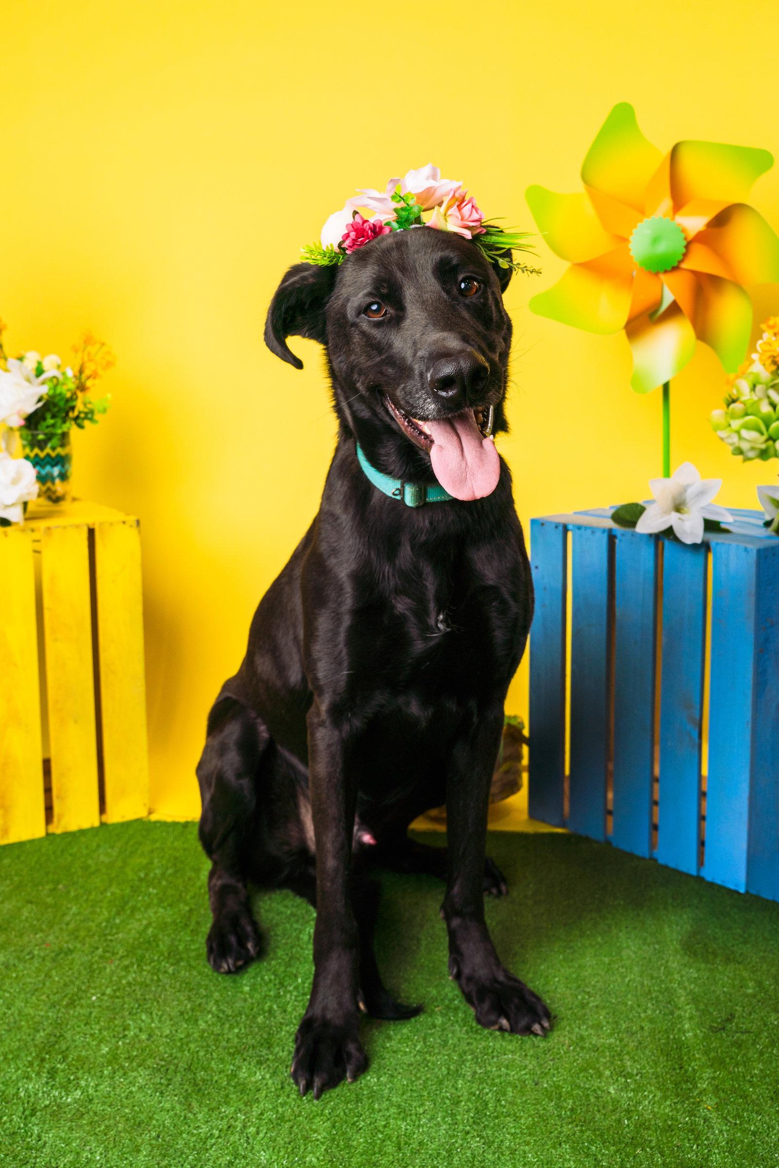 Enlarge Magic Man, a Adoptable mixed breed in Munford, TN image 2/3