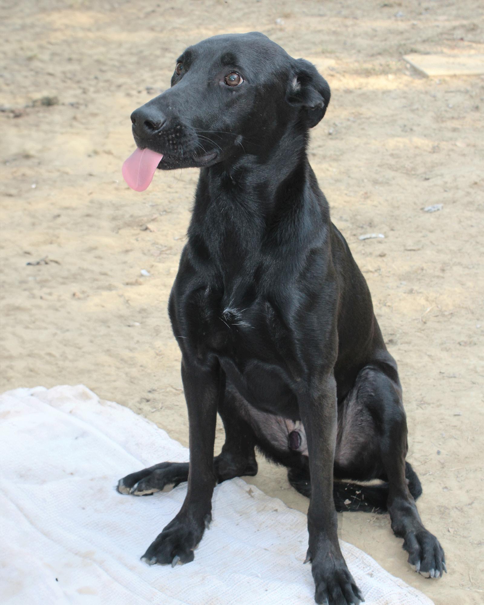 Magic Man, a Adoptable mixed breed in Munford, TN image 3/3