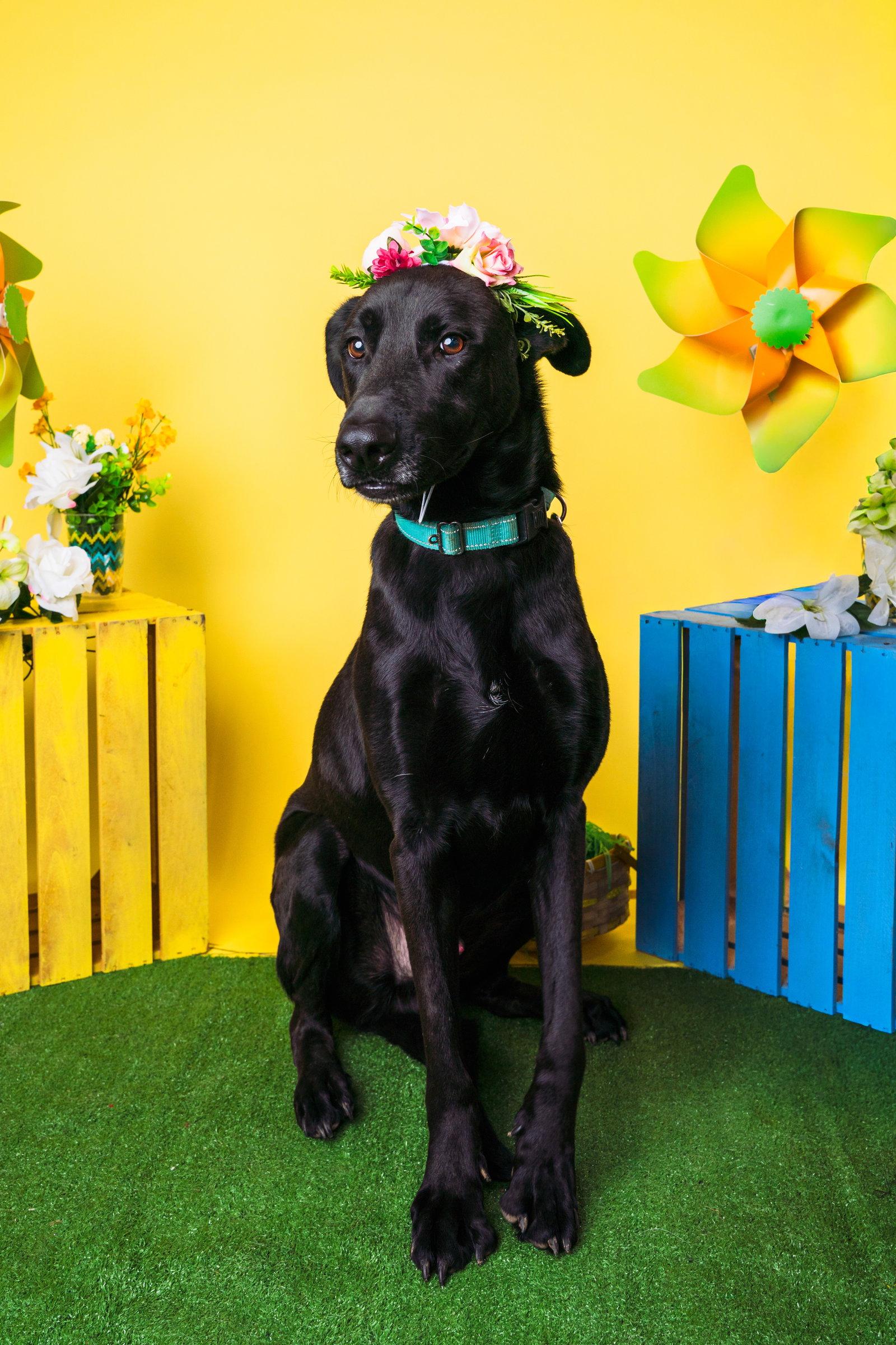 Enlarge Magic Man, a Adoptable mixed breed in Munford, TN image 3/3