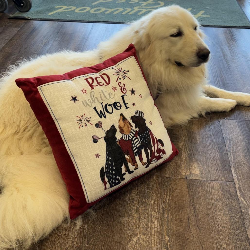 Enlarge Glinda, a Adoptable Great Pyrenees in Dallas, TX image 1/2