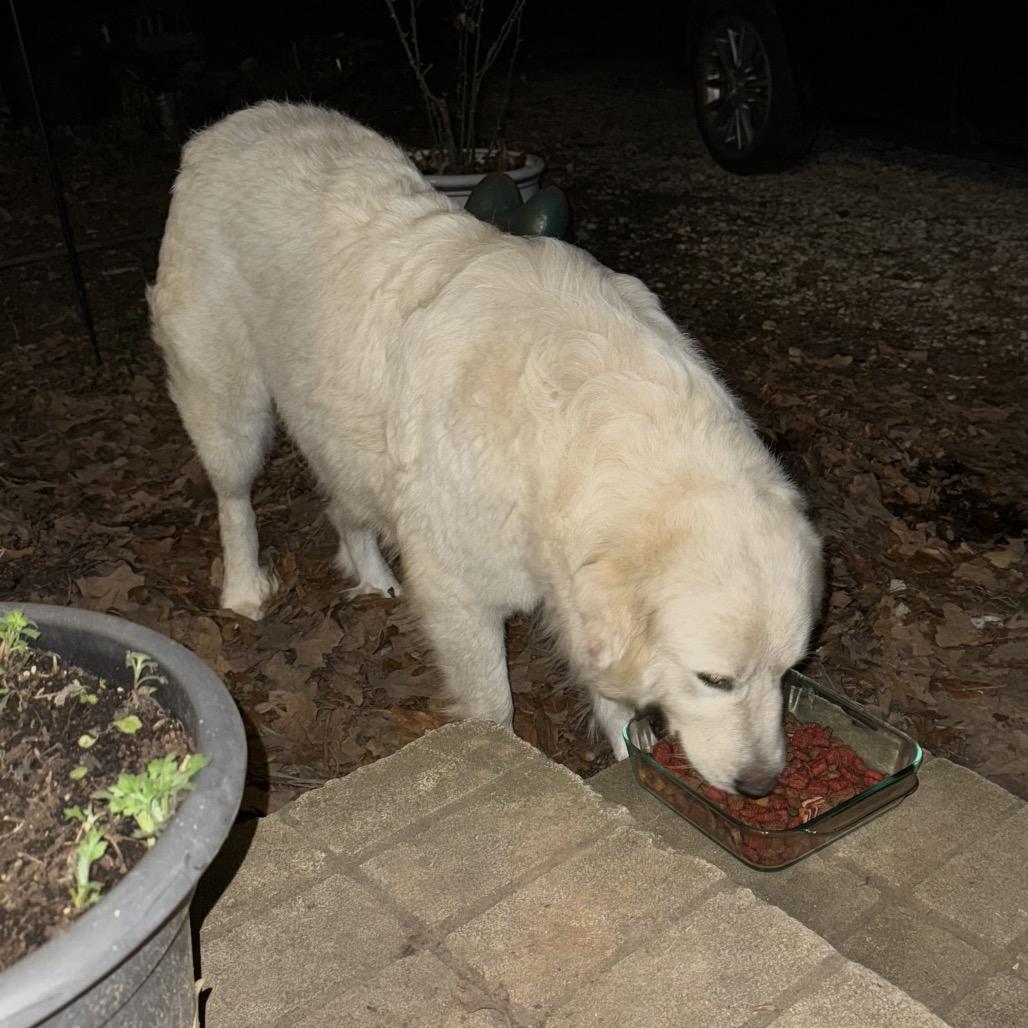Enlarge Glinda, a Adoptable Great Pyrenees in Dallas, TX image 2/2