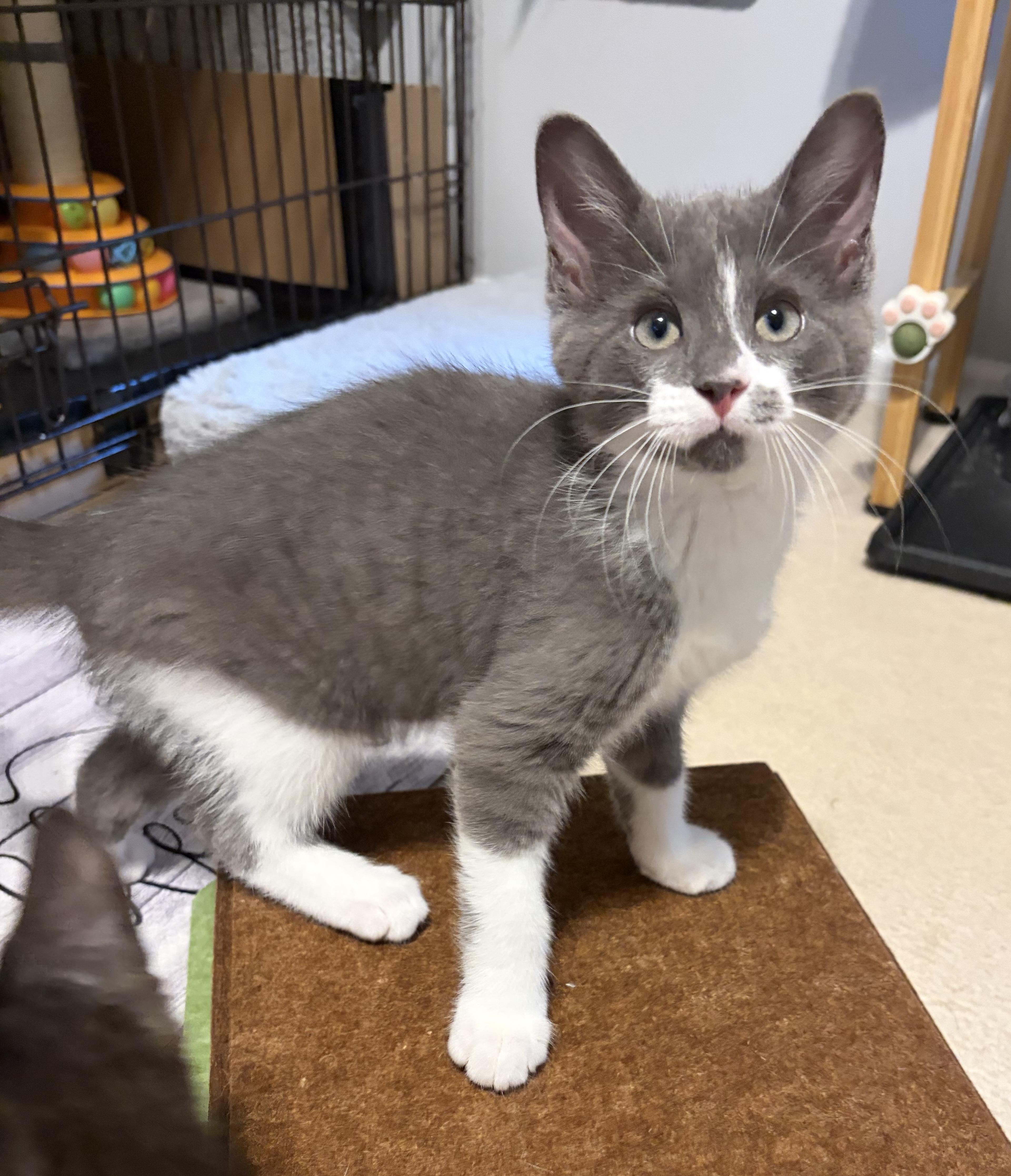 Enlarge Jovani, a ADOPTABLE Domestic Short Hair in South Lyon, MI image 3/6