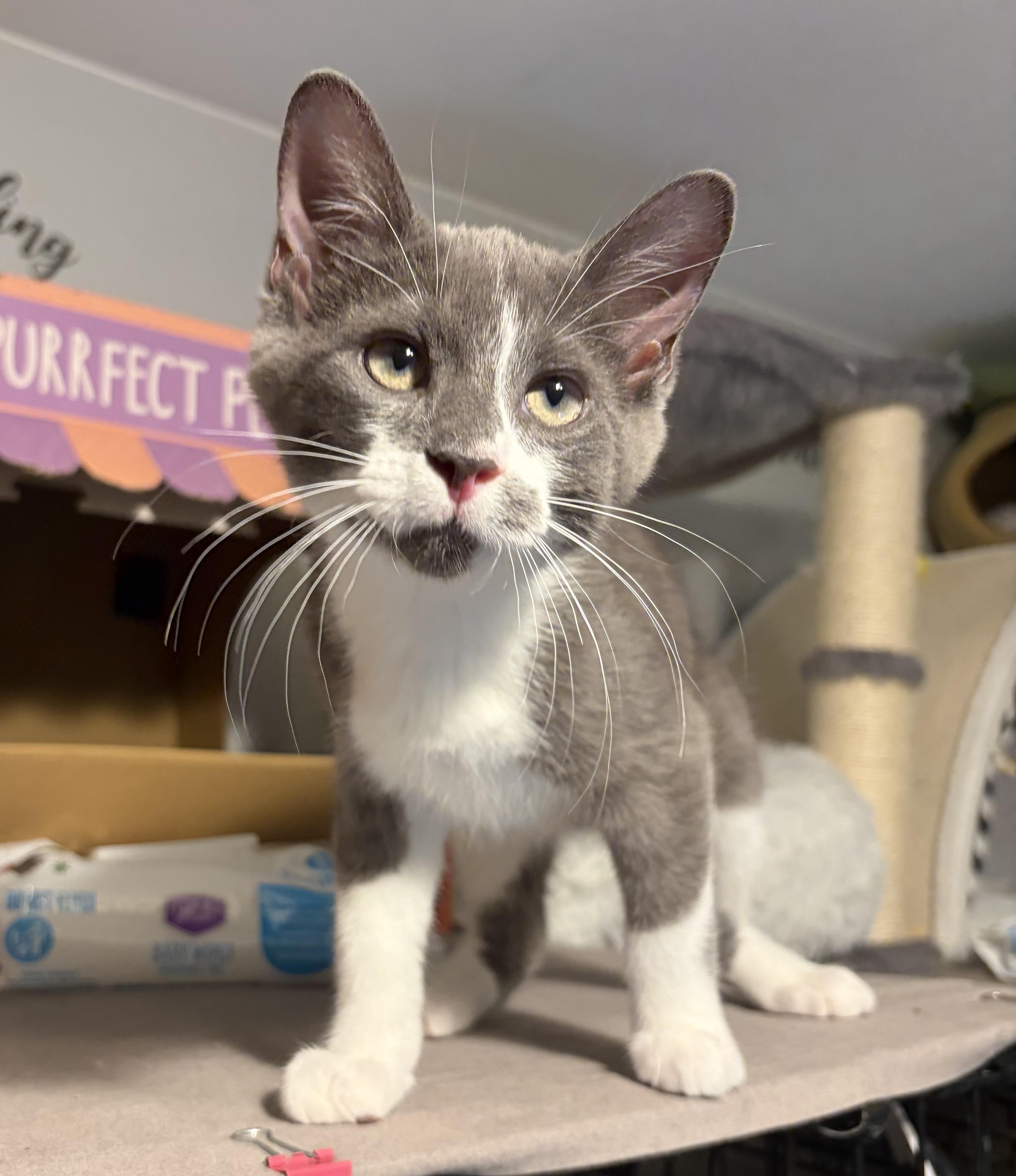 Enlarge Jovani, a ADOPTABLE Domestic Short Hair in South Lyon, MI image 2/6