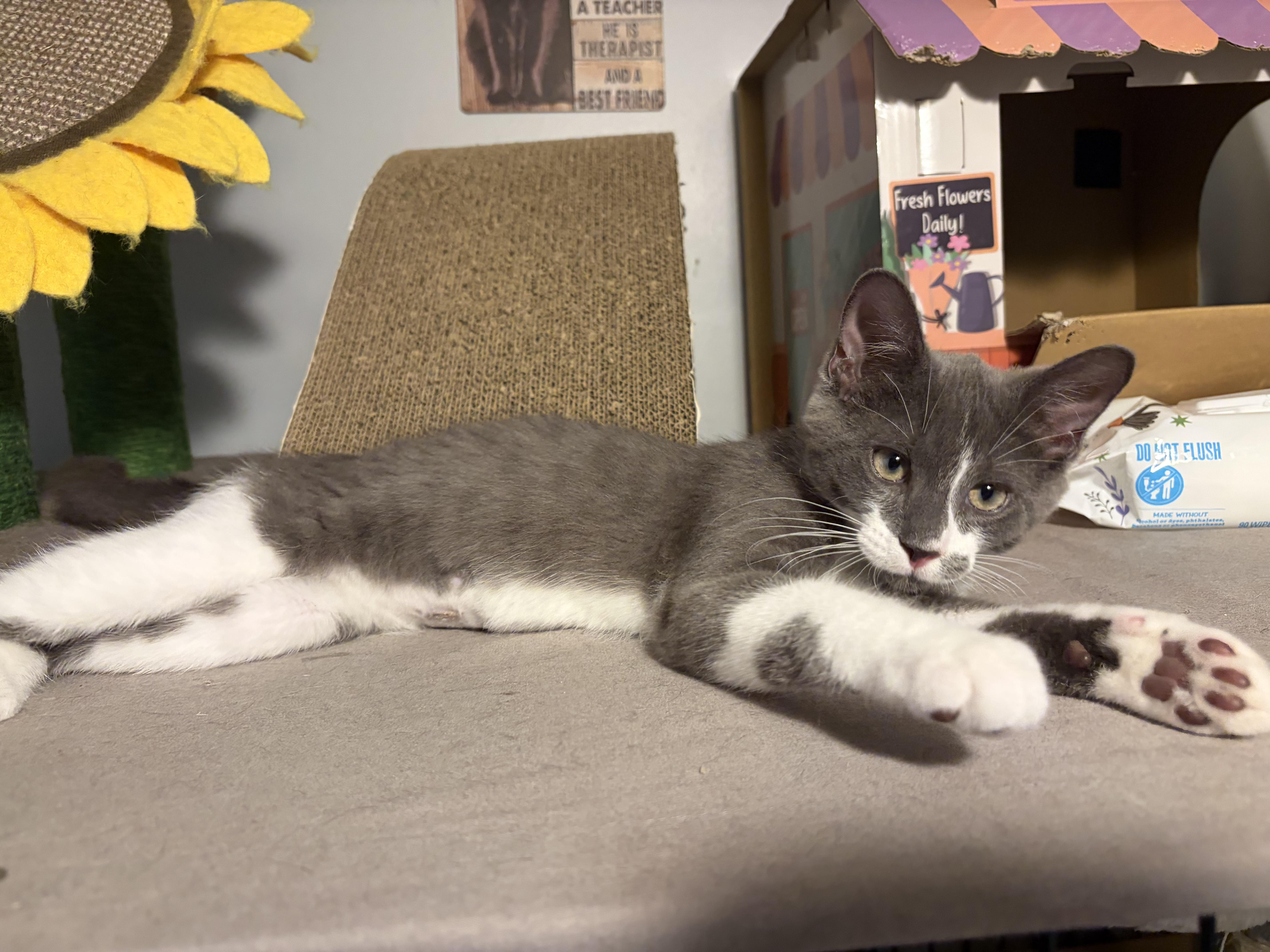 Jovani, ADOPTABLE, Kitten Male Domestic Short Hair.