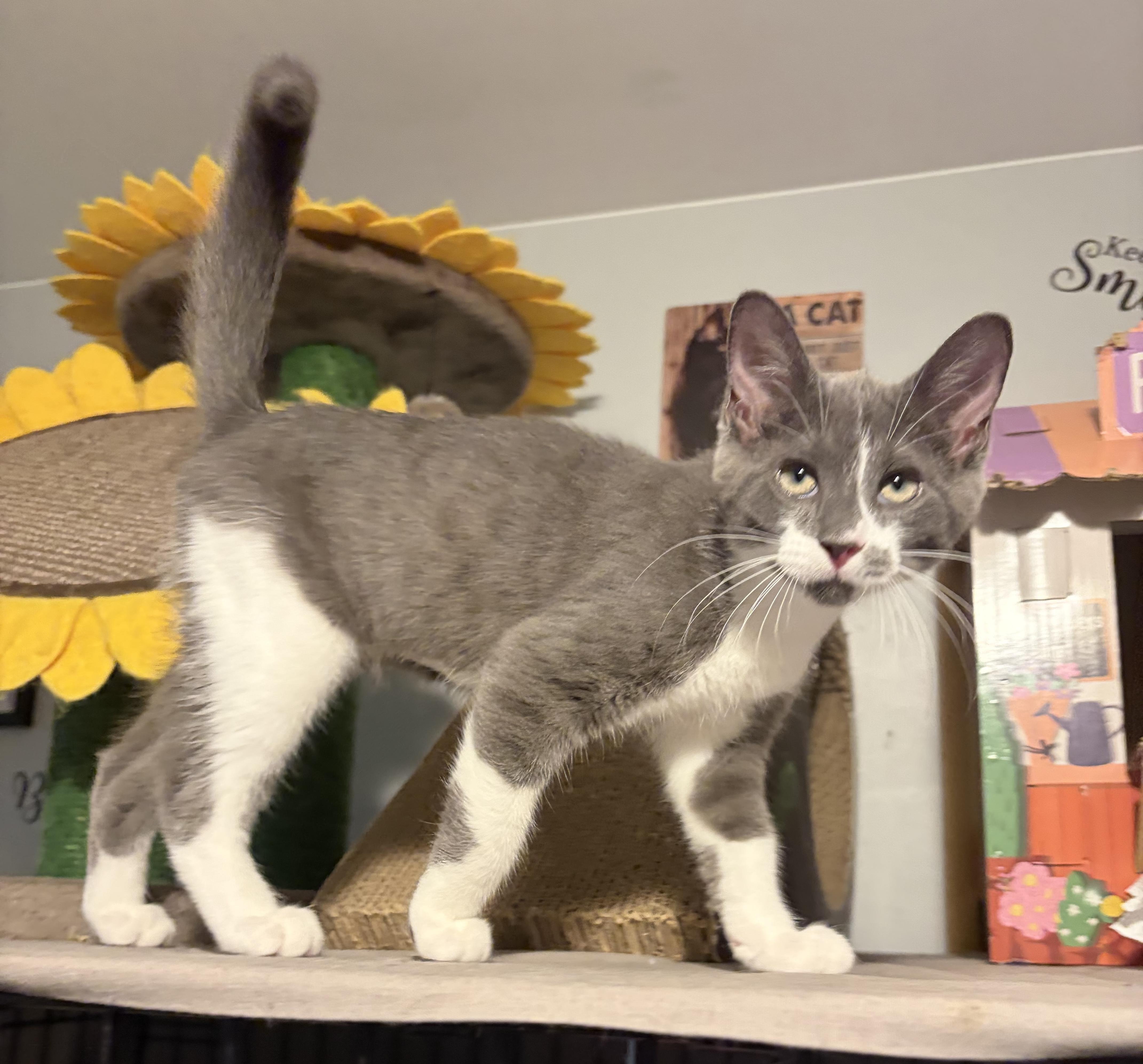 Enlarge Jovani, a ADOPTABLE Domestic Short Hair in South Lyon, MI image 5/6