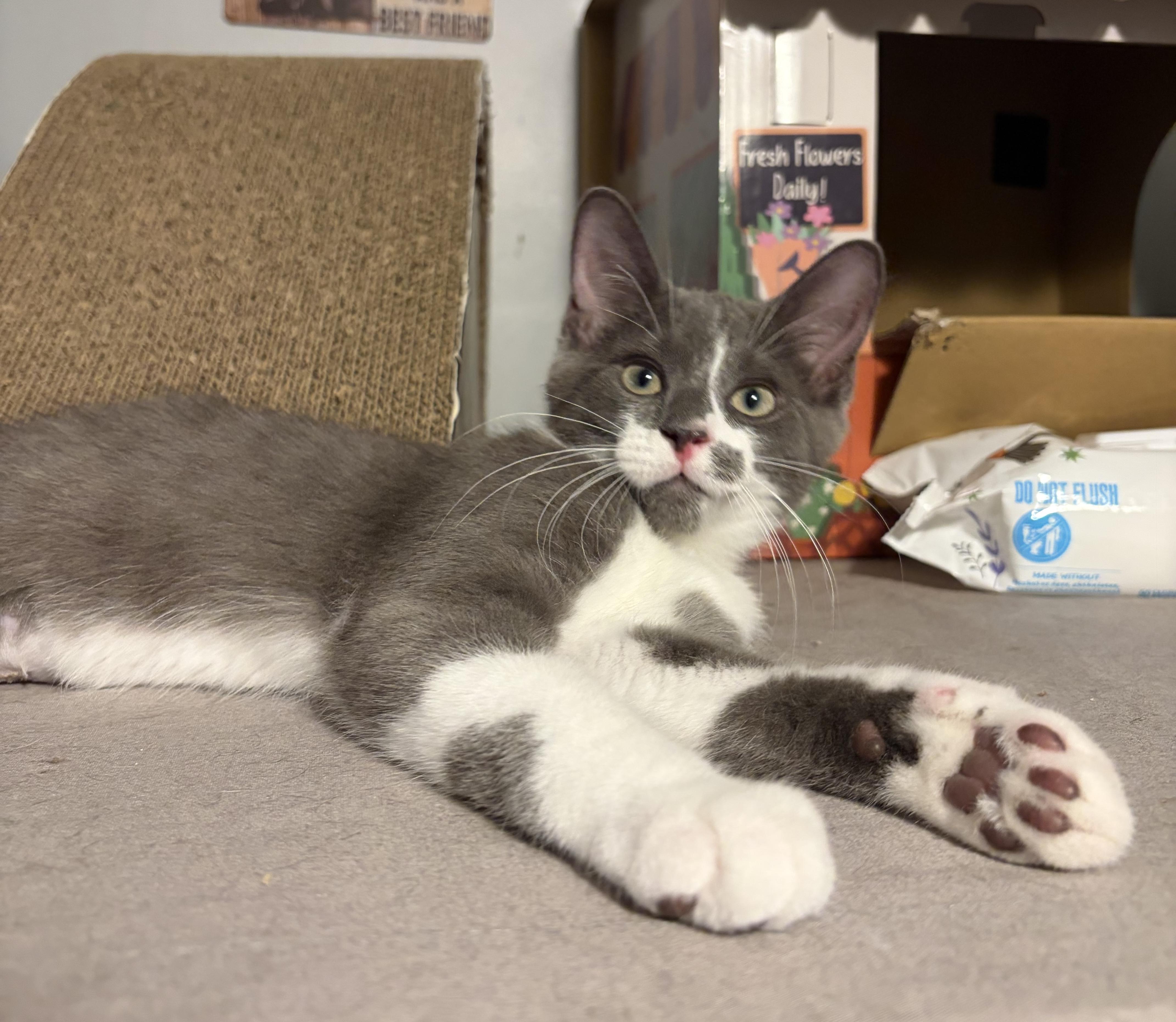 Enlarge Jovani, a ADOPTABLE Domestic Short Hair in South Lyon, MI image 4/6