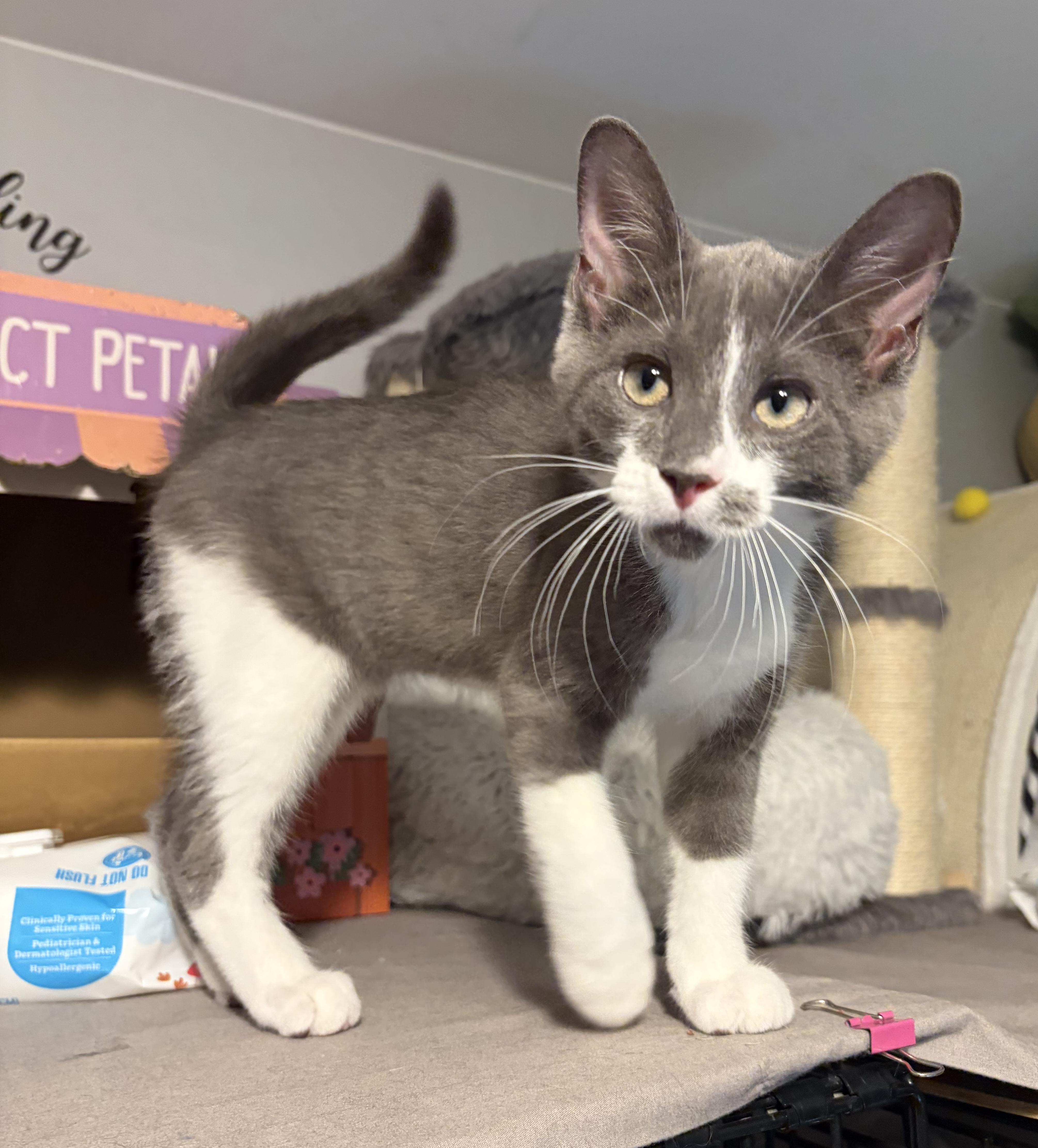 Enlarge Jovani, a ADOPTABLE Domestic Short Hair in South Lyon, MI image 6/6