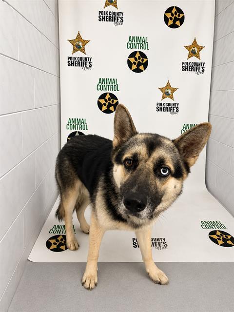 DUKE, Adoptable, Adult Male German Shepherd Dog & Mixed Breed.