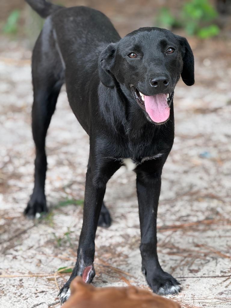 Minnie, Adopted, Young Female Labrador Retriever.