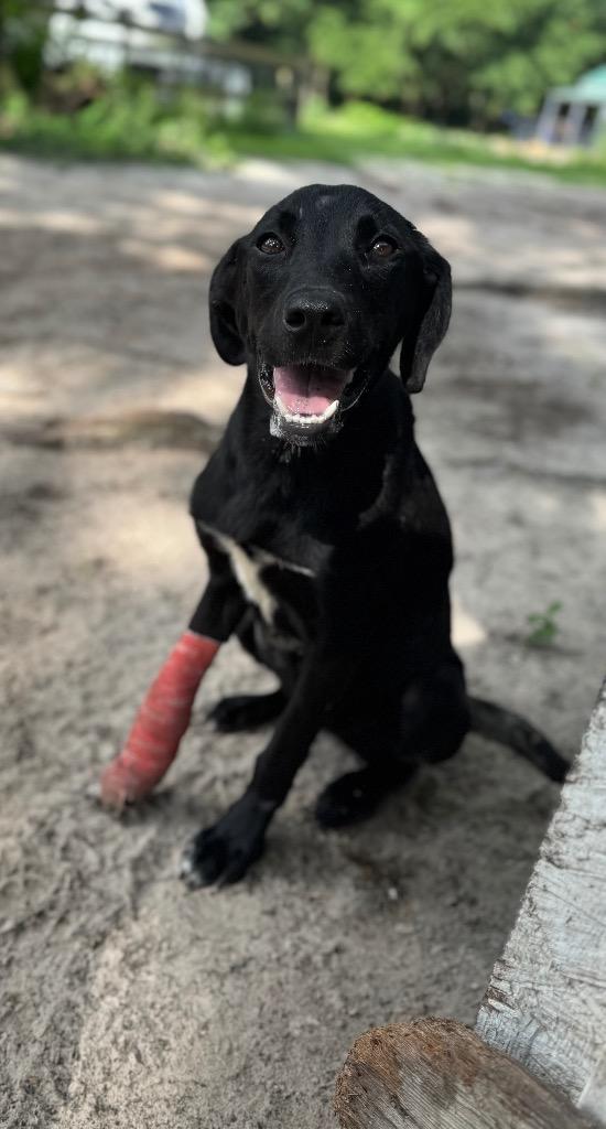 Enlarge Minnie, a Adopted Labrador Retriever in Waynesville, GA image 2/2
