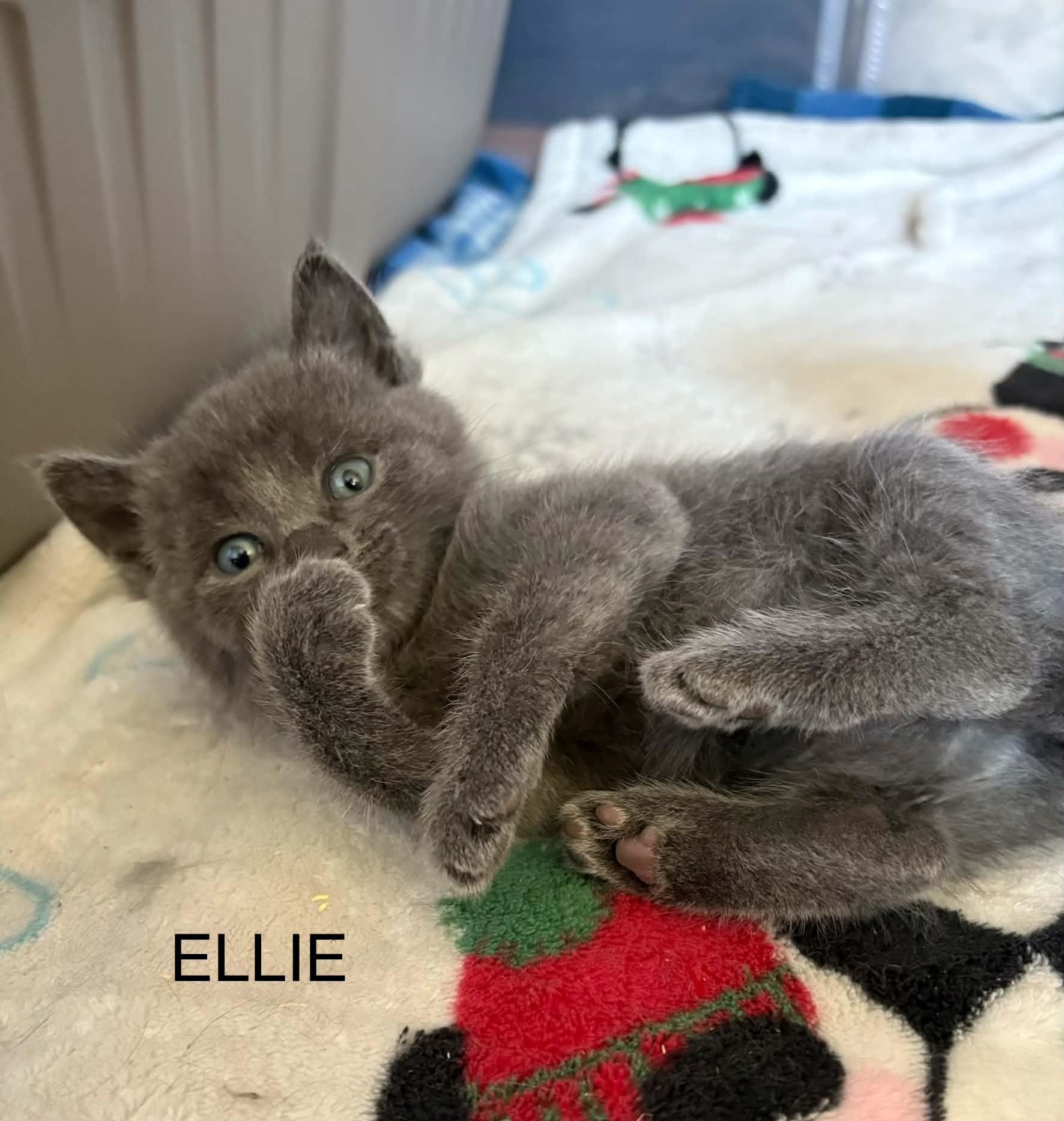 Enlarge Ellie, a Adoptable Domestic Short Hair in Westfield, MA image 1/1
