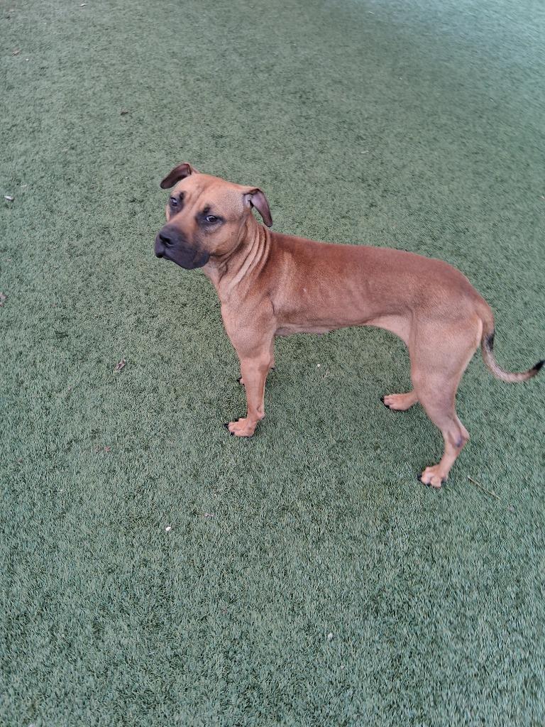 Enlarge Paisley, a Adoptable mixed breed in Seguin, TX image 1/5