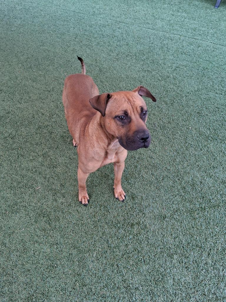 Enlarge Paisley, a Adoptable mixed breed in Seguin, TX image 3/5