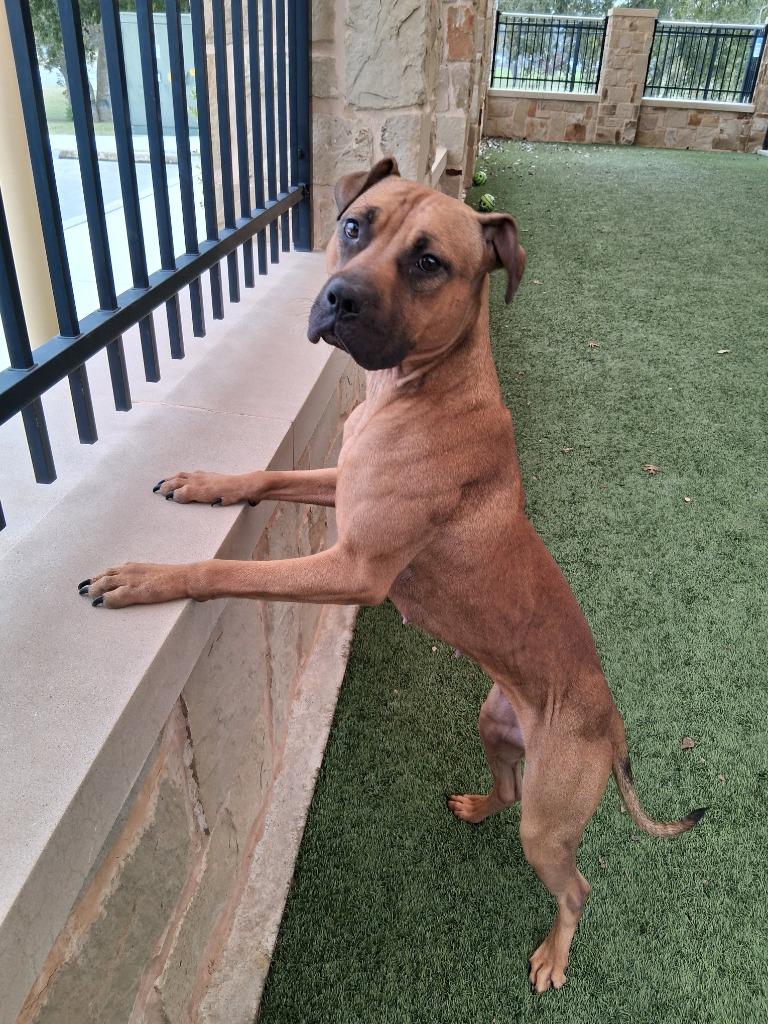 Enlarge Paisley, a Adoptable mixed breed in Seguin, TX image 1/5