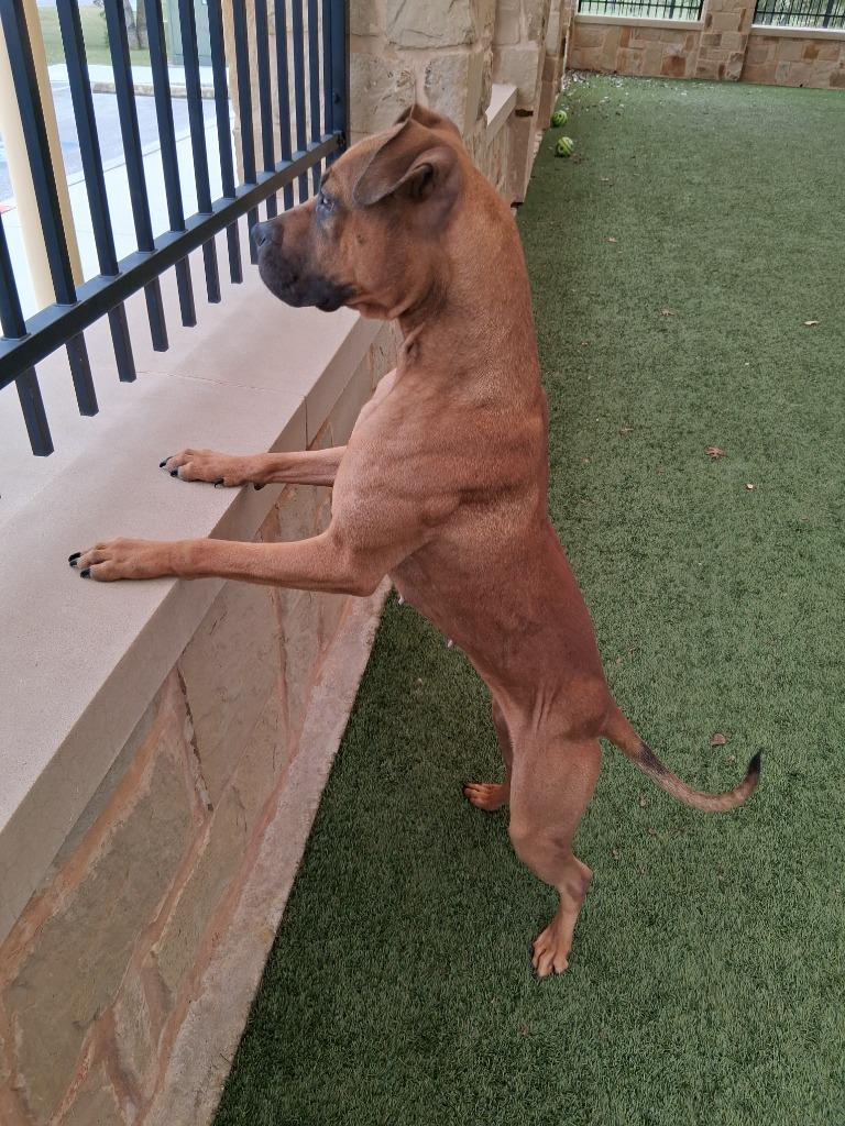 Enlarge Paisley, a Adoptable mixed breed in Seguin, TX image 4/5