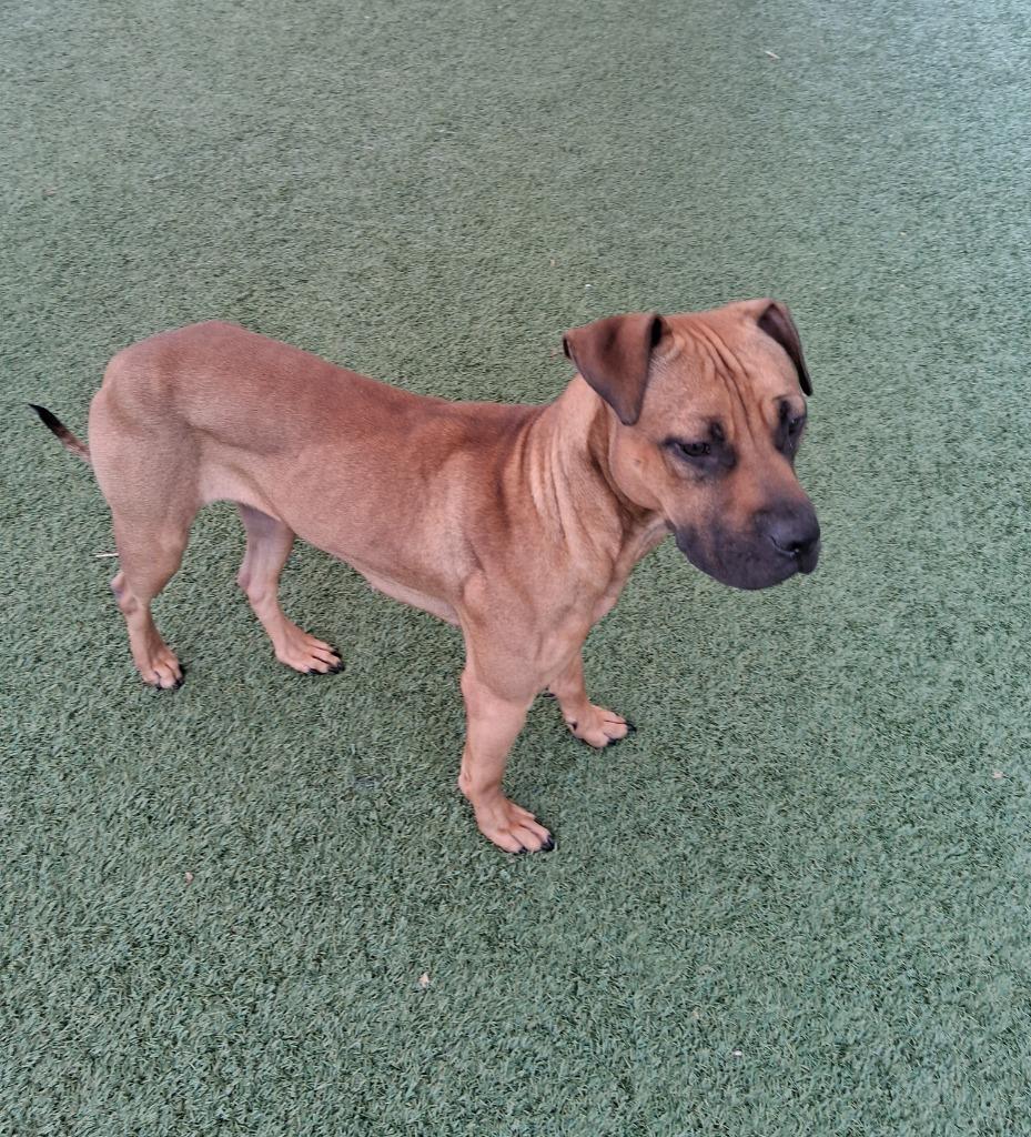 Enlarge Paisley, a Adoptable mixed breed in Seguin, TX image 5/5