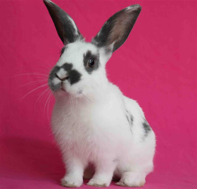 KORA, Adoptable, Adult Female Bunny Rabbit.