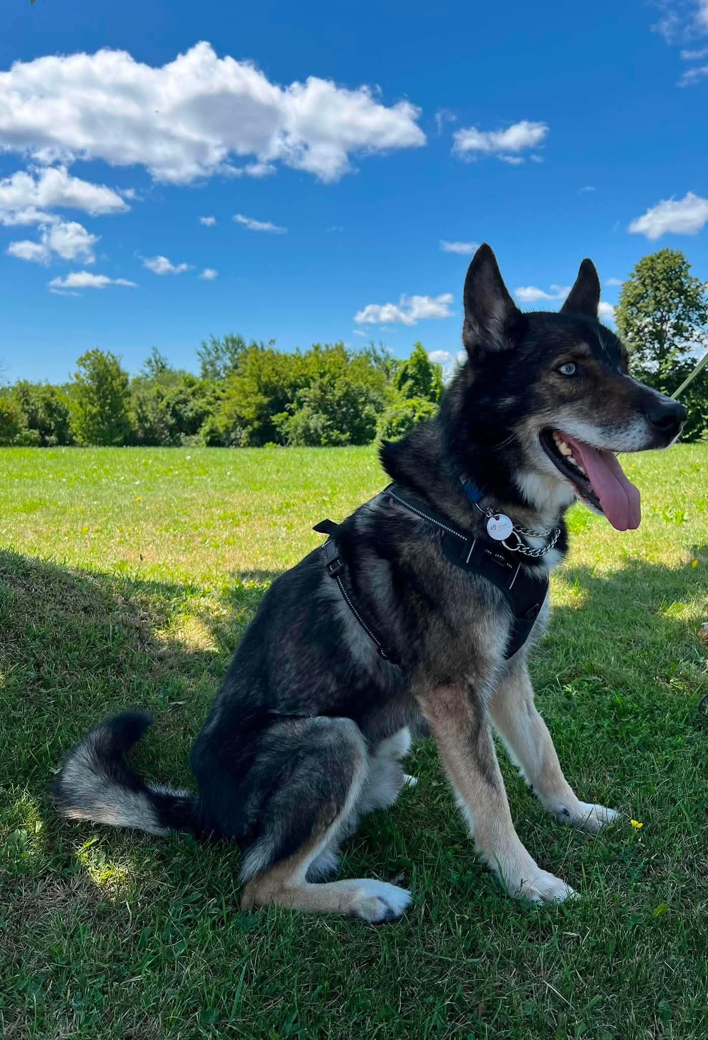 Enlarge Sylvester, a ADOPTABLE mixed breed in Toronto, ON image 3/6