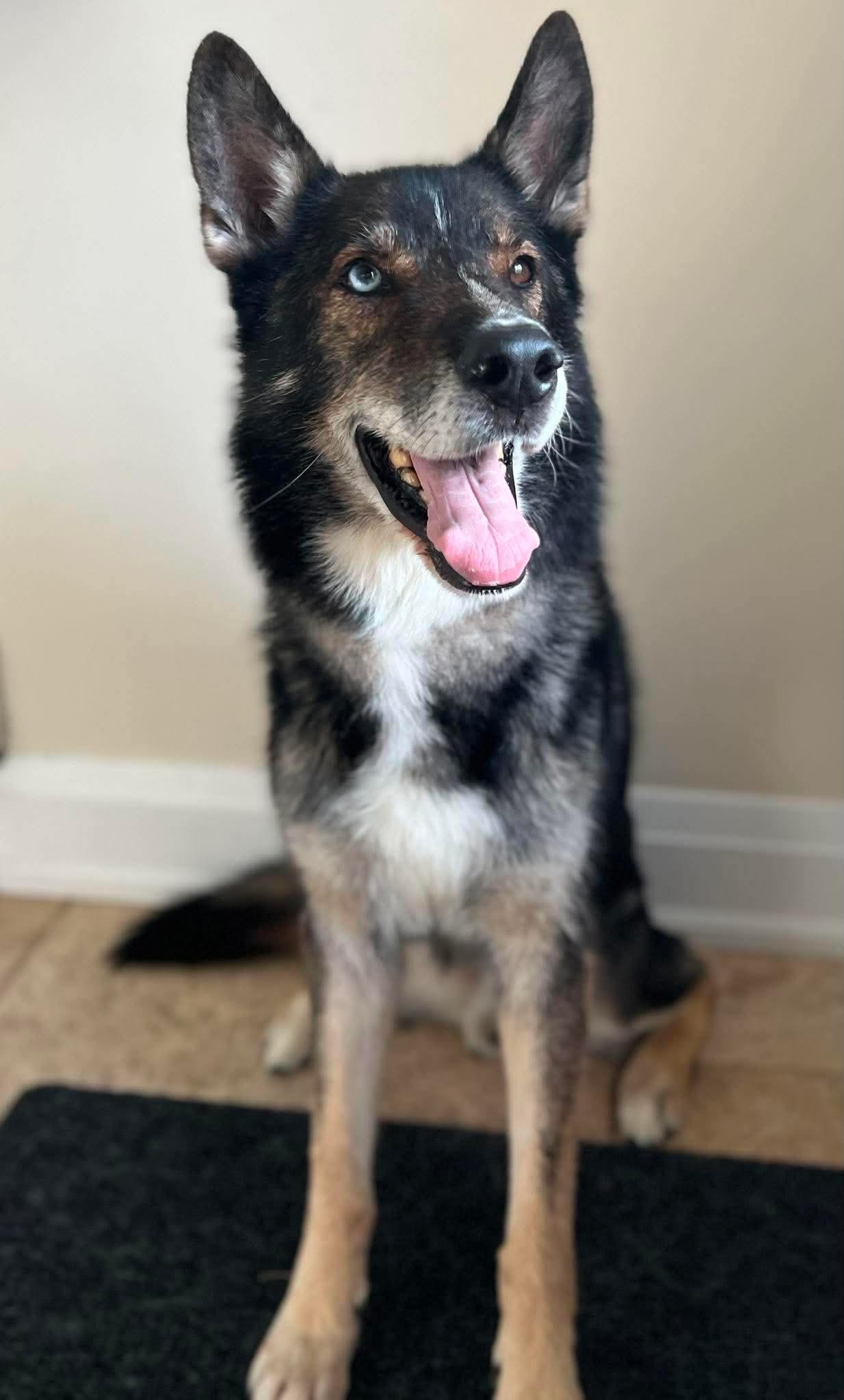 Enlarge Sylvester, a ADOPTABLE mixed breed in Toronto, ON image 4/6