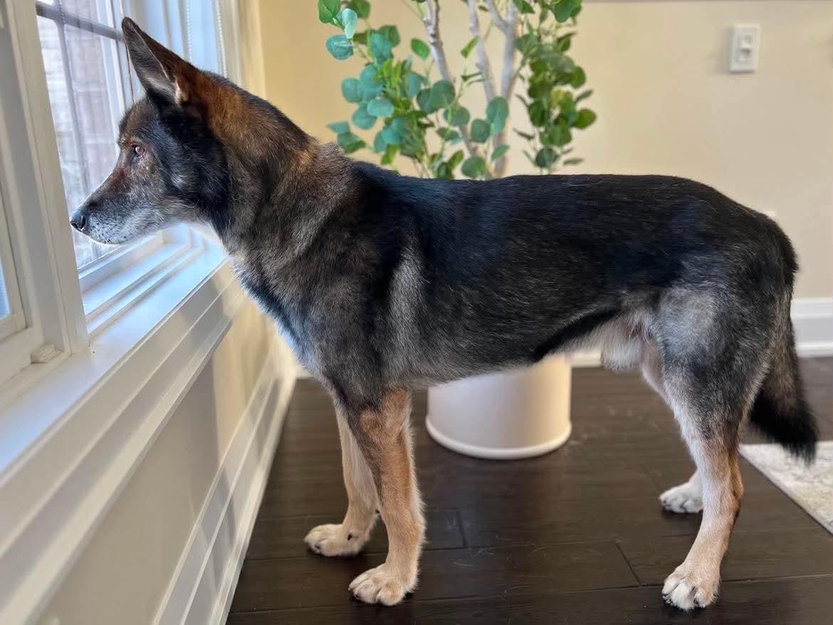 Enlarge Sylvester, a ADOPTABLE mixed breed in Toronto, ON image 2/6