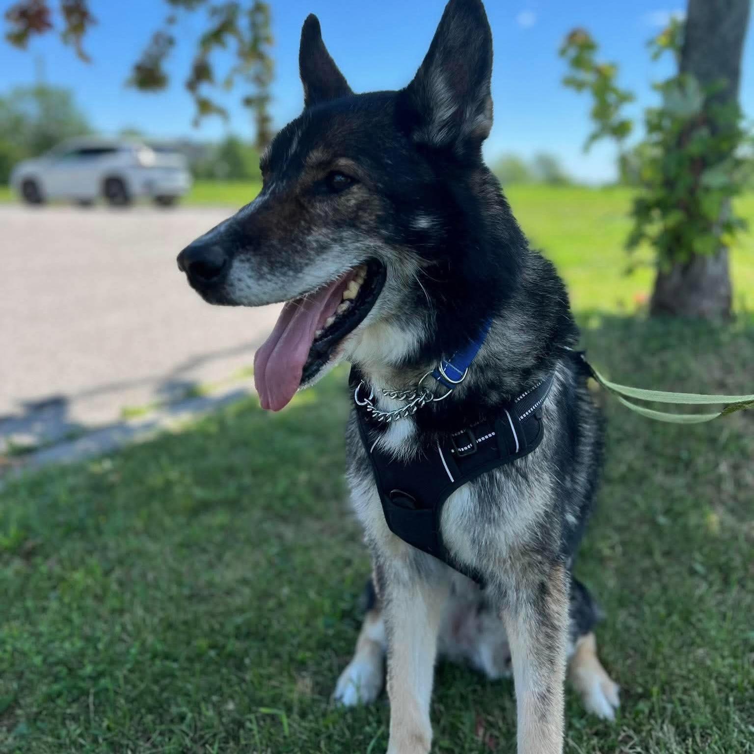 Sylvester, ADOPTABLE, Adult Male German Shepherd Dog & Siberian Husky.