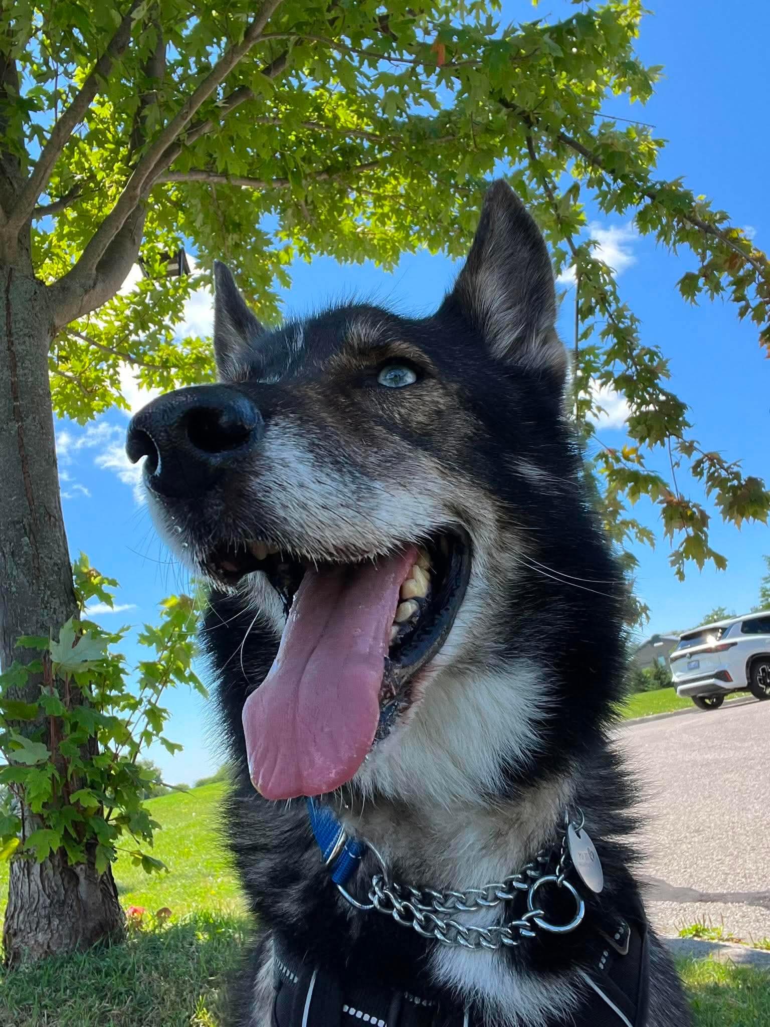 Enlarge Sylvester, a ADOPTABLE mixed breed in Toronto, ON image 5/6