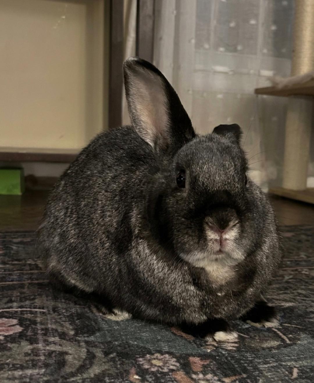 Enlarge Scotty, a Adoptable Bunny Rabbit in Lee's Summit, MO image 1/3