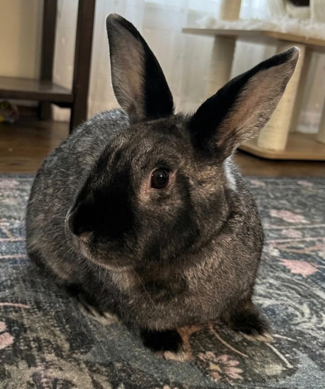 Enlarge Scotty, a Adoptable Bunny Rabbit in Lee's Summit, MO image 3/3