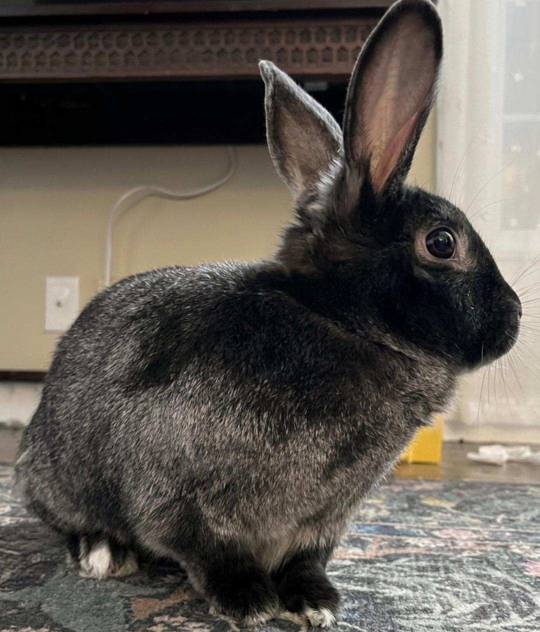 Enlarge Scotty, a Adoptable Bunny Rabbit in Lee's Summit, MO image 2/3