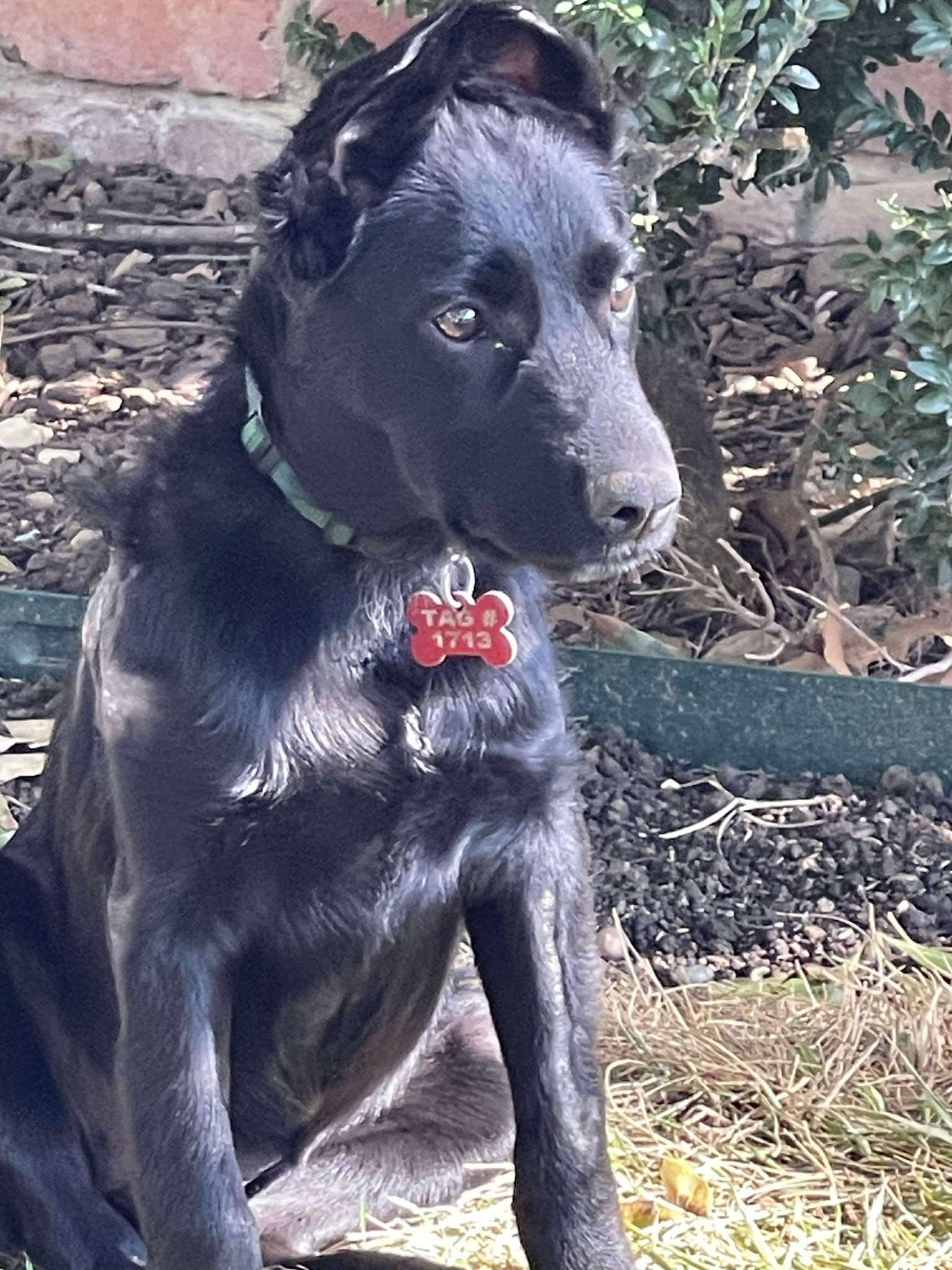 Christina Waguilara, a Adoptable mixed breed in Kiowa, OK image 1/6