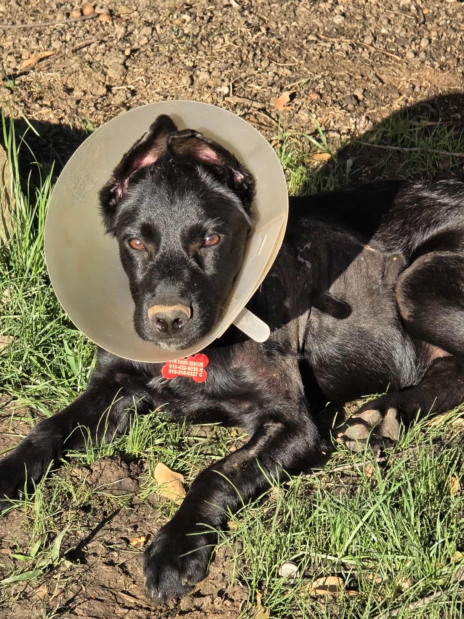 Christina Waguilara, a Adoptable mixed breed in Kiowa, OK image 3/6