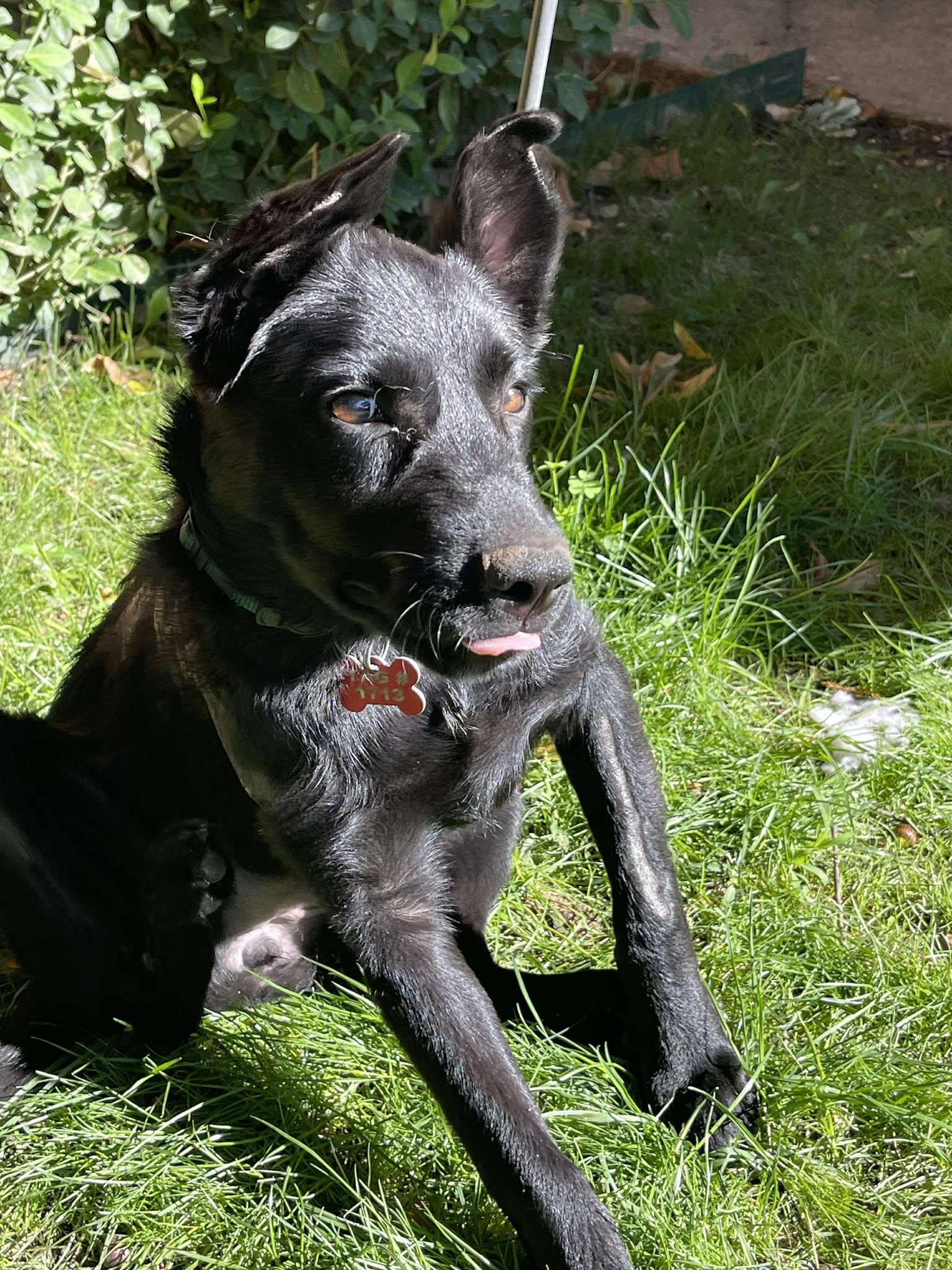 Christina Waguilara, a Adoptable mixed breed in Kiowa, OK image 4/6