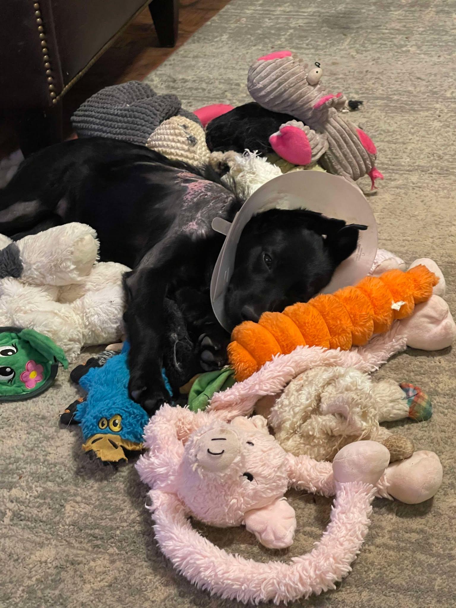 Christina Waguilara, a Adoptable mixed breed in Kiowa, OK image 5/6